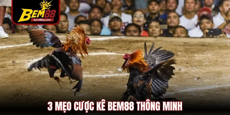 Đá Gà Bem88 - Trải Nghiệm Cược Kê Online Đỉnh Cao 2025 3 3 meo cuoc ke bem88 thong minh